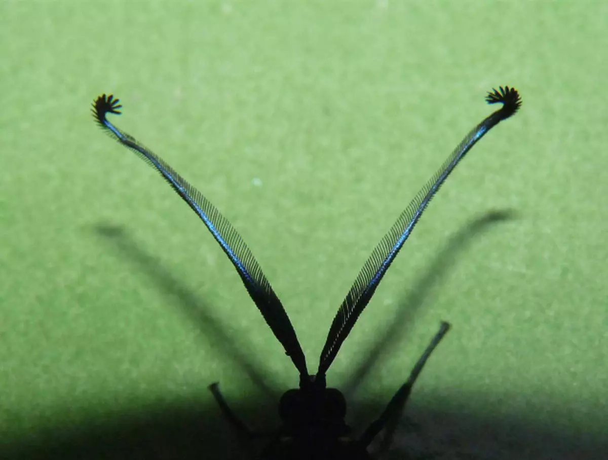 Amazing Antennae Of Insects Frontline   Fl08  Antenna1jpg